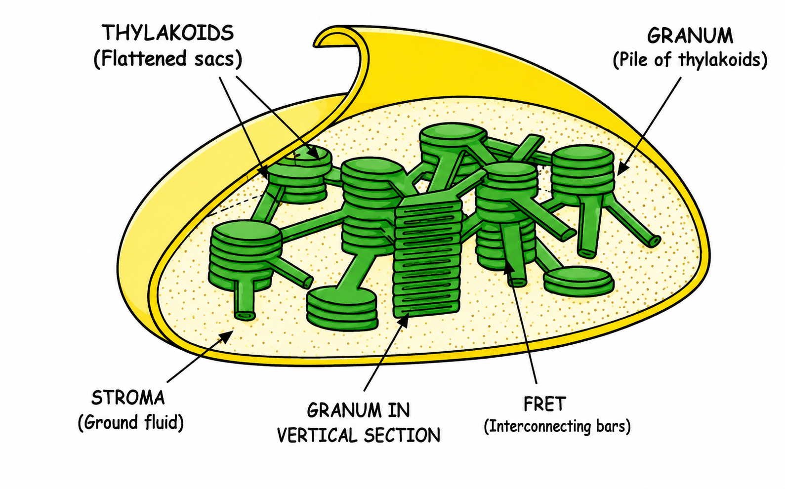 Fig 6.3 & 6.4: Structure of a Chloroplast